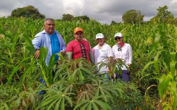 Productores en un cultivo de yuca y maíz