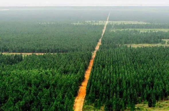 Vista aérea de una plantación forestal